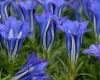 Gentiana Silken Giant